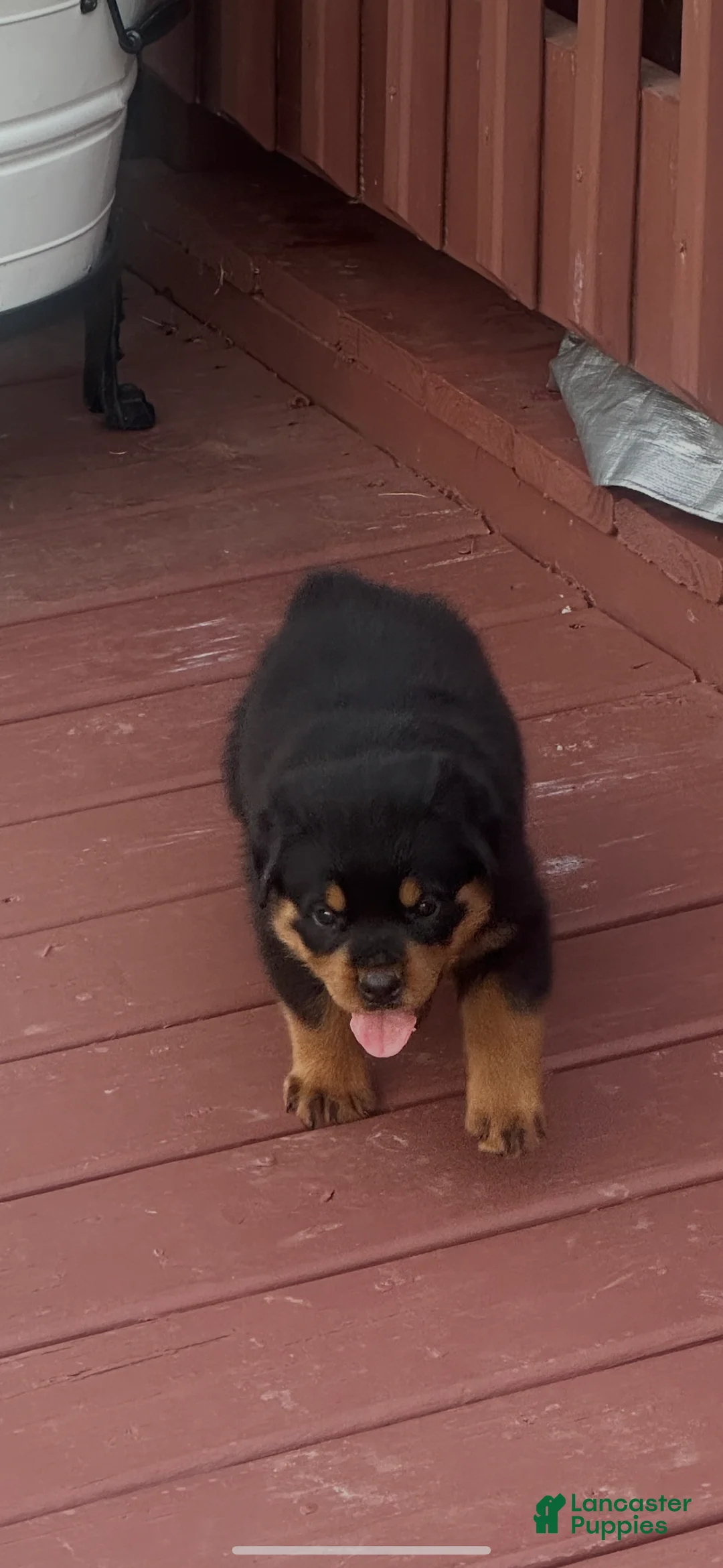 Rottweiler dogs for sale:  Chief - Ad 1