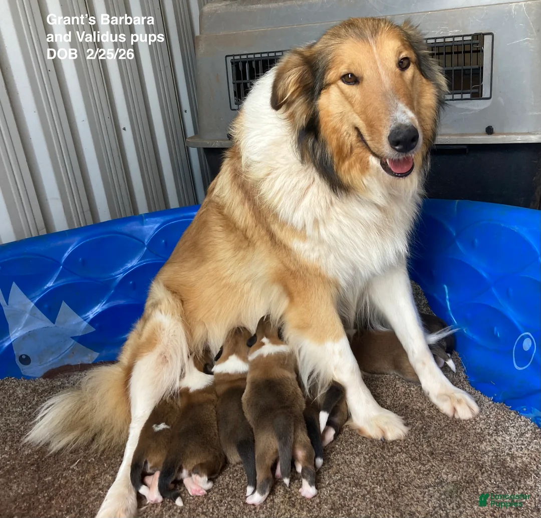 Collie dogs for sale: Travis - Ad 2