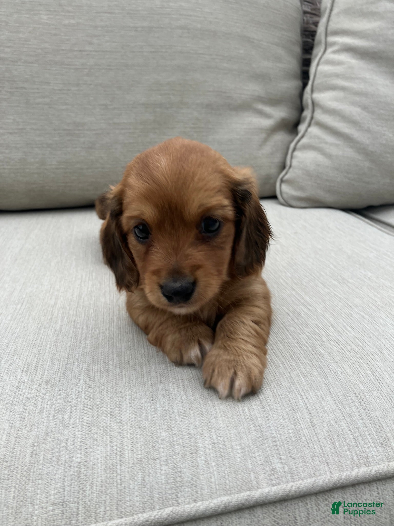Miniature Dachshund dogs for sale: Peanut - Ad 4