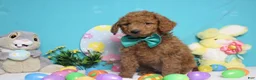 Goldendoodle dogs for sale: RC  - Ad 2