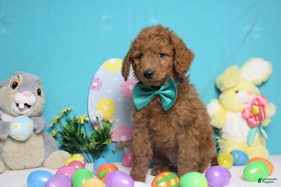 Goldendoodle dogs for sale: RC  - Ad 2