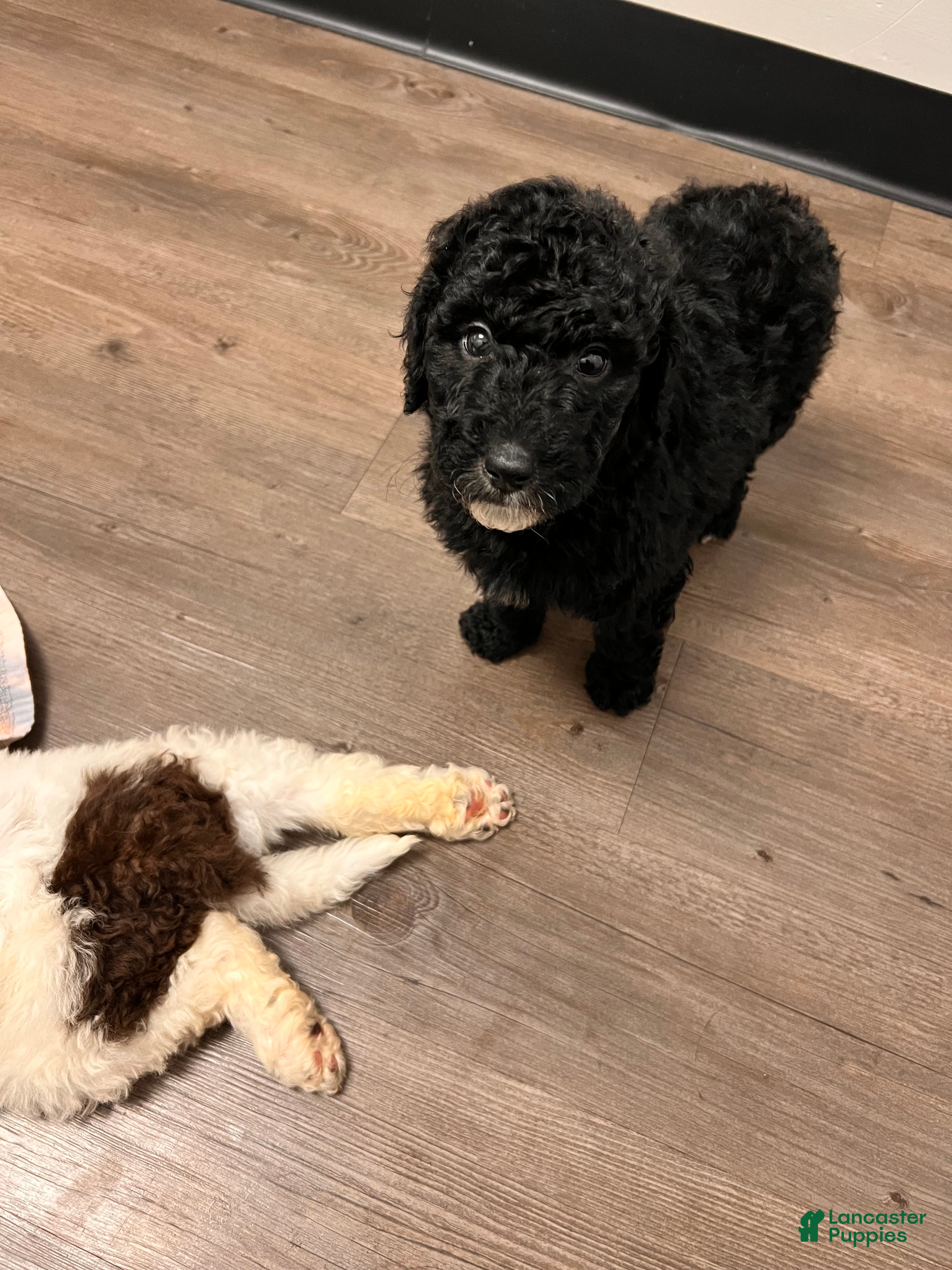 Labradoodle dogs Labradoodle Puppy 3 - Ad 41