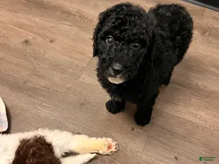 Labradoodle dogs Labradoodle Puppy 3 - Ad 41