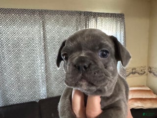 French Bulldog dogs - Ad 40