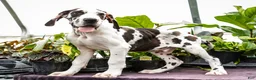 Great Dane dogs for sale: Chester - Ad 2