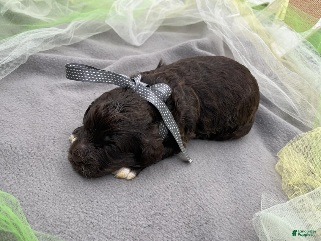 Portuguese Water Dog dogs for sale: Benedict - Ad 2