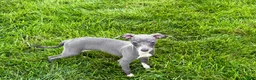 Italian Greyhound dogs for sale: Sydney  - Ad 11