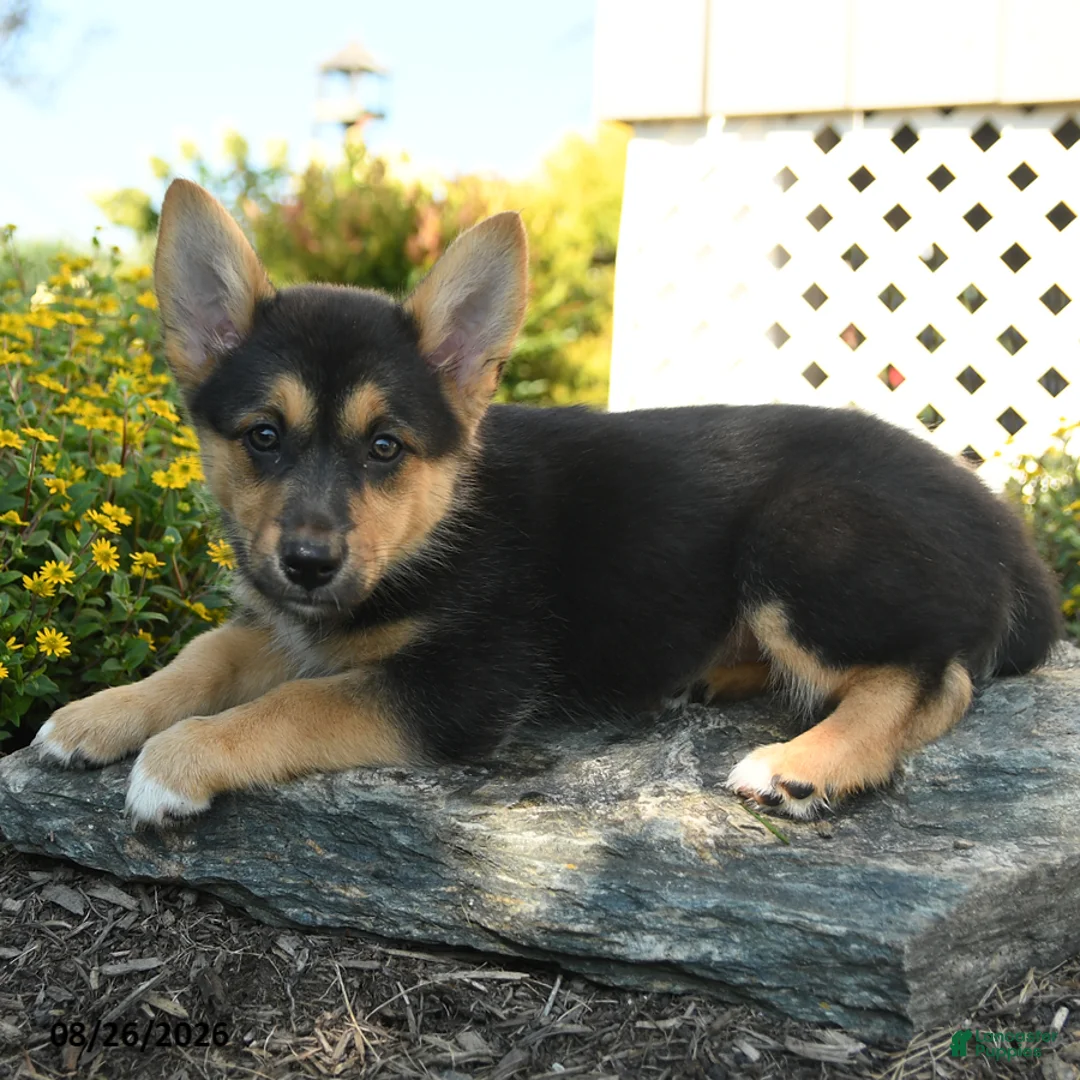 Welsh Corgi Pembroke dogs for sale: Camille - Ad 2
