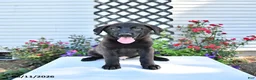 Golden Shepherd dogs for sale: Rebel - Ad 2