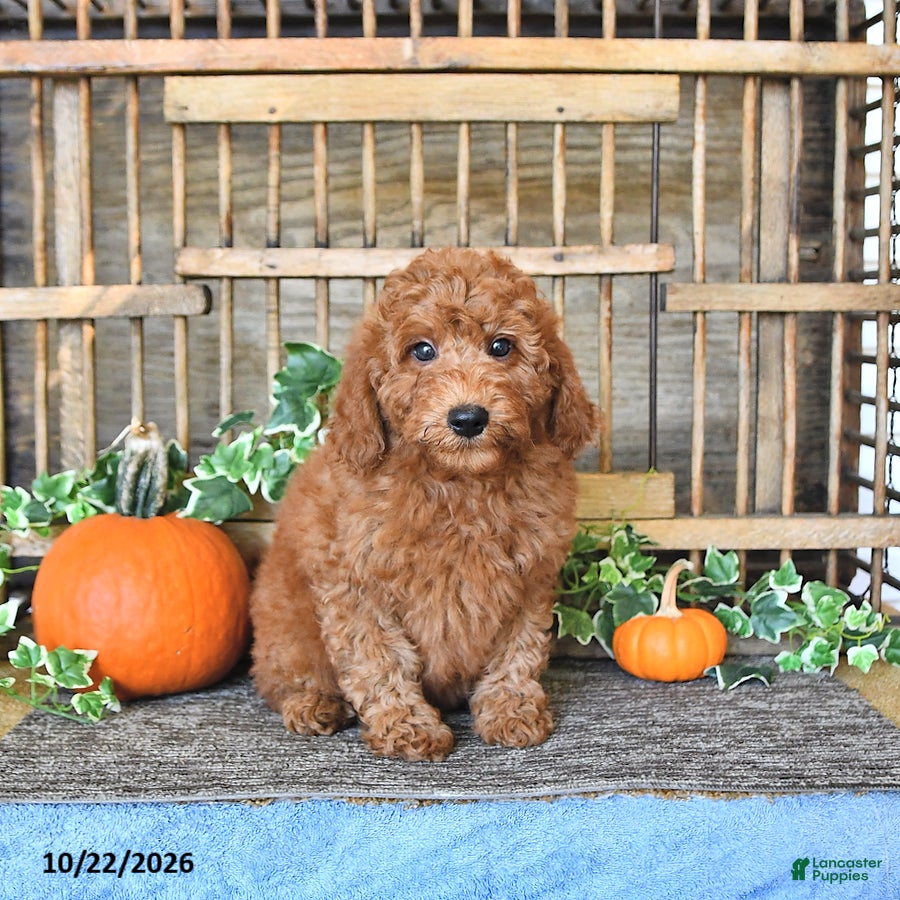Mini Goldendoodle dogs for sale: Arlo - Ad 2