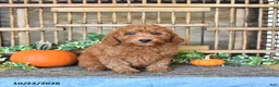 Mini Goldendoodle dogs for sale: Arlo - Ad 2