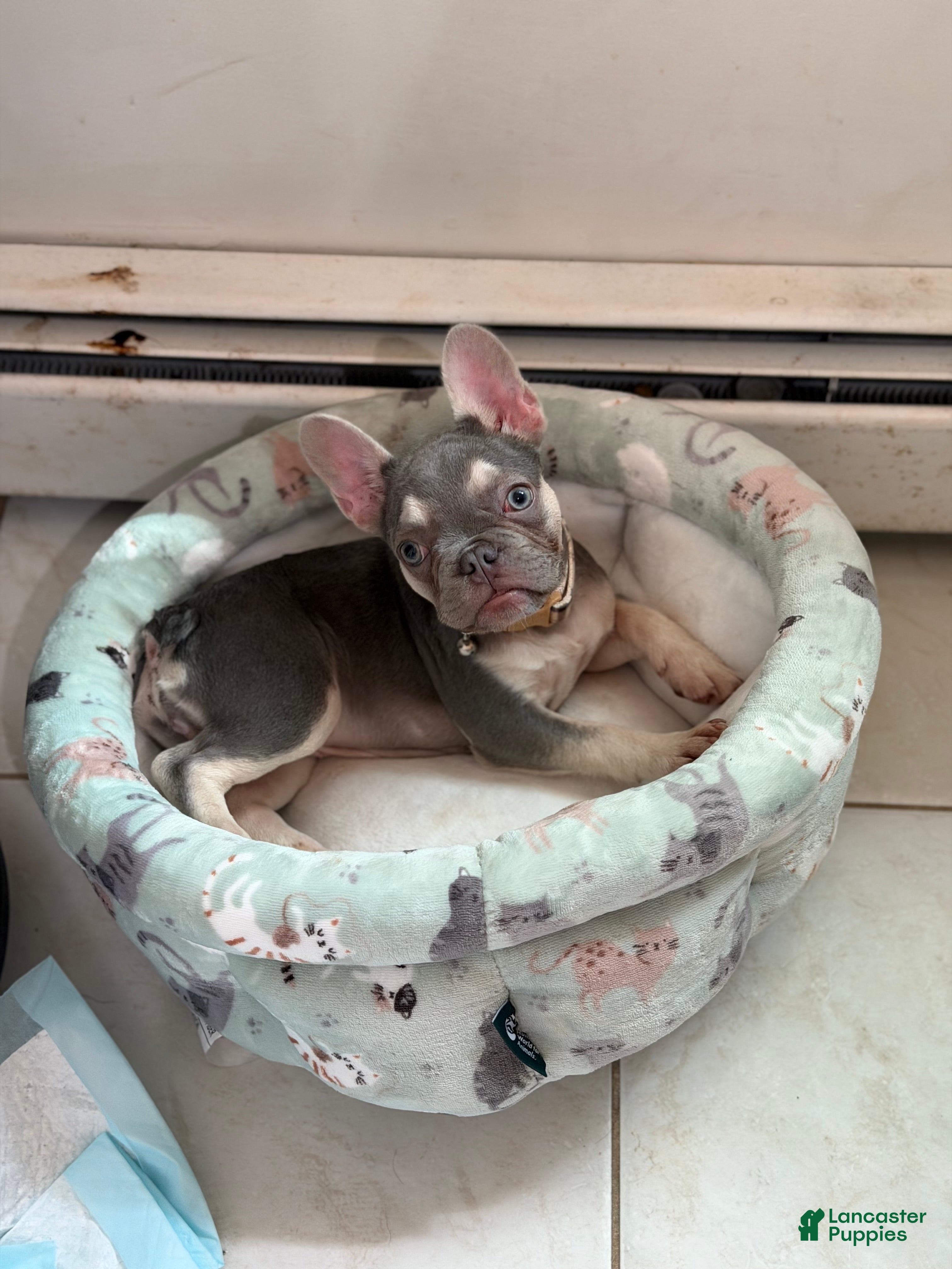 French Bulldog dogs Lilac & Tan Rare Chanel - Ad 2