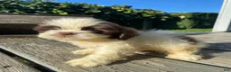 Shih Tzu dogs for sale: Milo - Ad 4