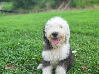 Old English Sheepdog dogs - Ad 2