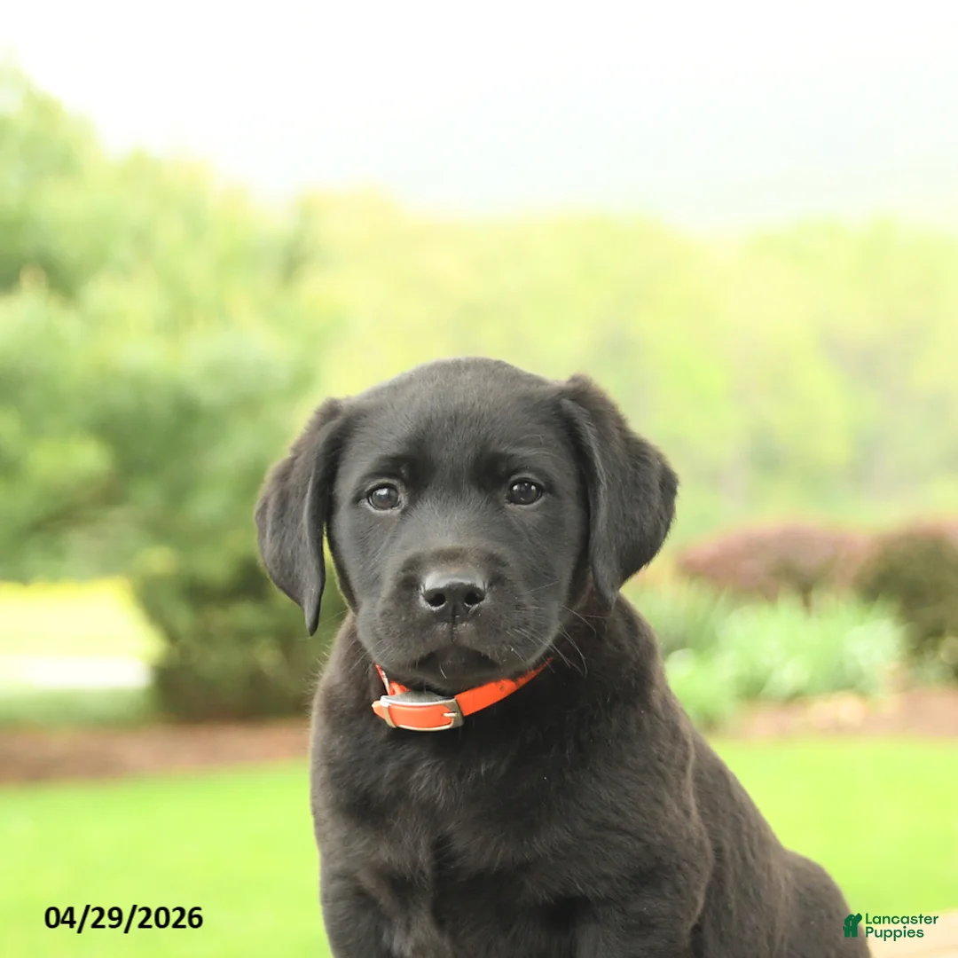 Labrador Retriever dogs for sale: Baxter - Ad 5