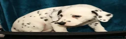 Dalmatian dogs for sale: Jemima - Ad 5