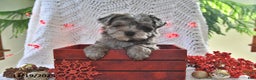 Yorkiepoo dogs for sale: Zack - Ad 1