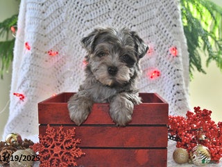 Yorkiepoo dogs Zack - Ad 26