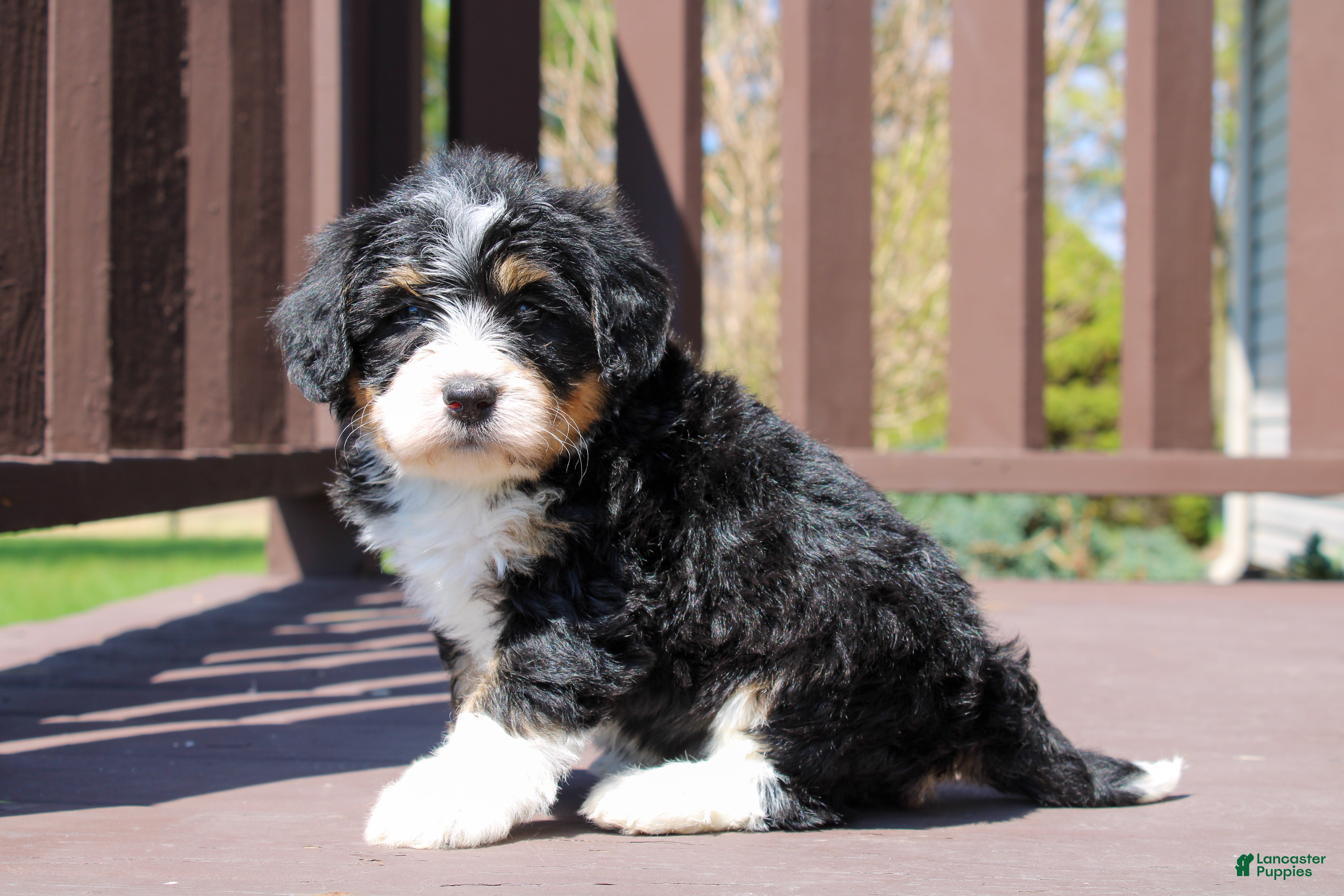 Mini Bernedoodle dogs Phoenix  - Ad 1