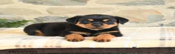 Rottweiler dogs for sale: Bailey - Ad 4