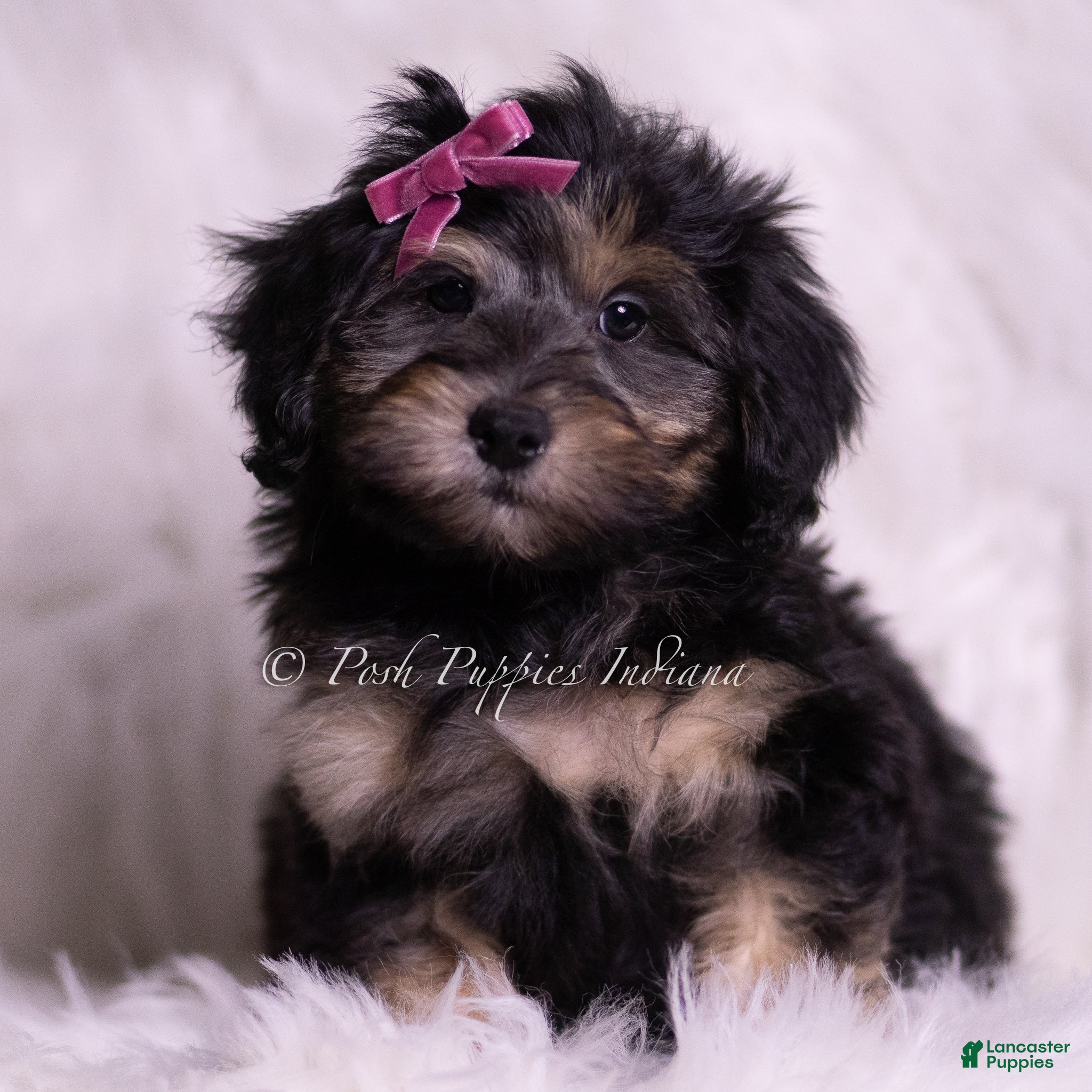 Mini Goldendoodle dogs Isabella - Ad 6