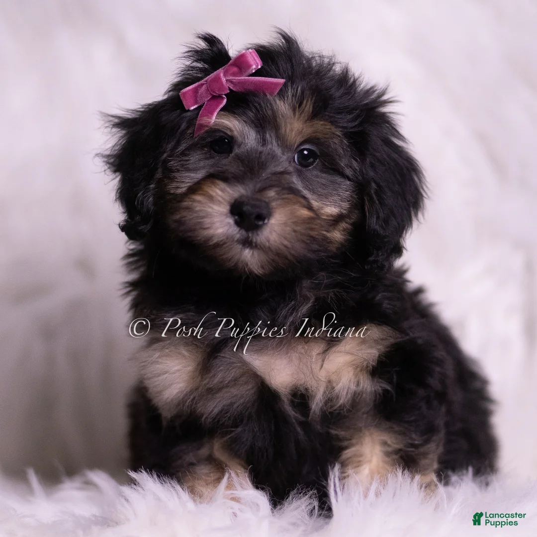 Mini Goldendoodle dogs for sale: Isabella - Ad 1