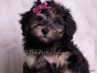 Mini Goldendoodle dogs Isabella - Ad 6