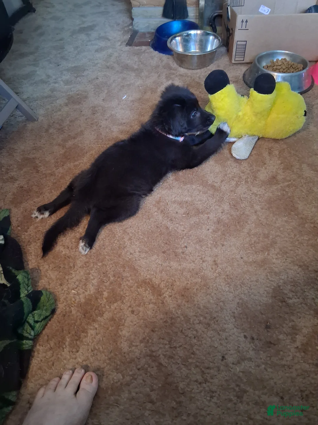 Mixed Breed dogs for sale: Mixed Breed Puppy 1 - Ad 2