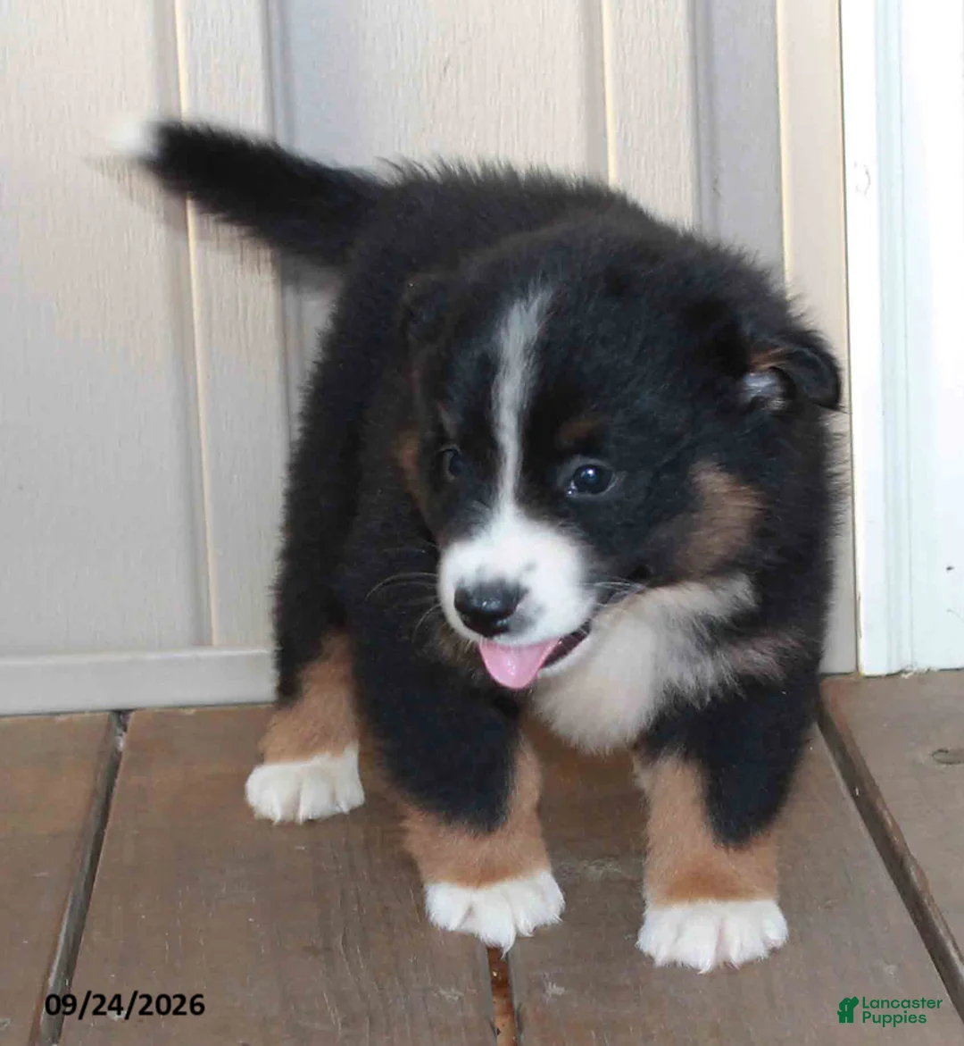 Mixed Breed dogs for sale: Clyde - Ad 3