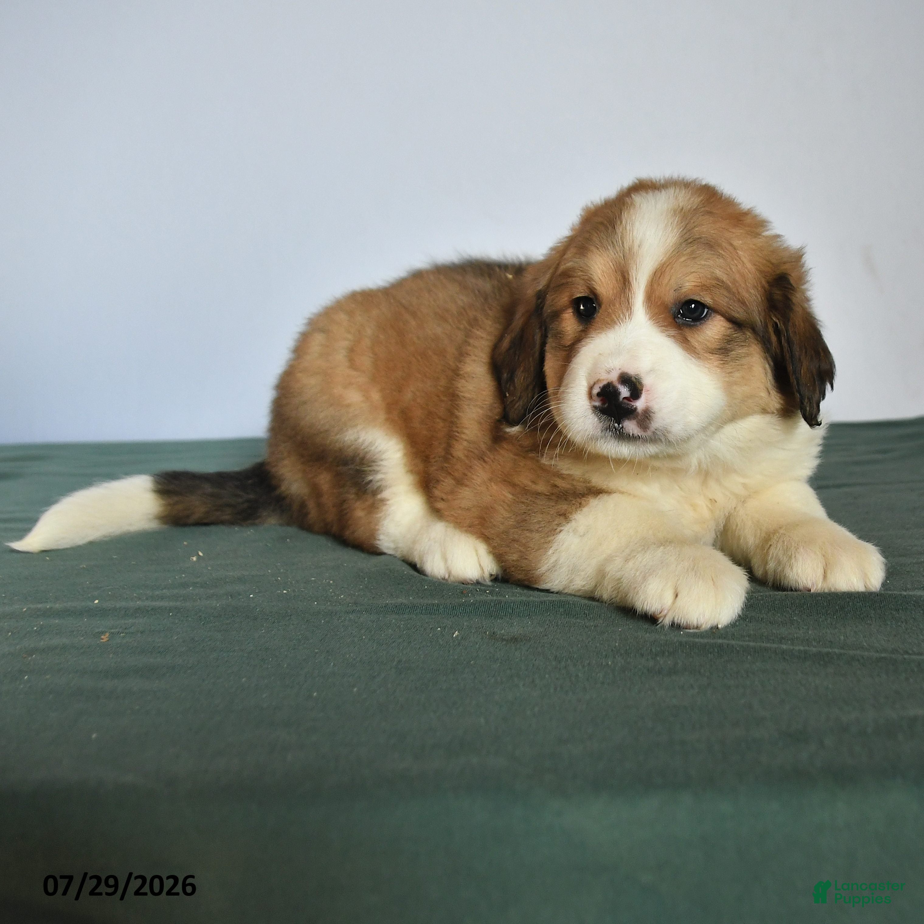 Mixed Breed dogs Cutie - Ad 2