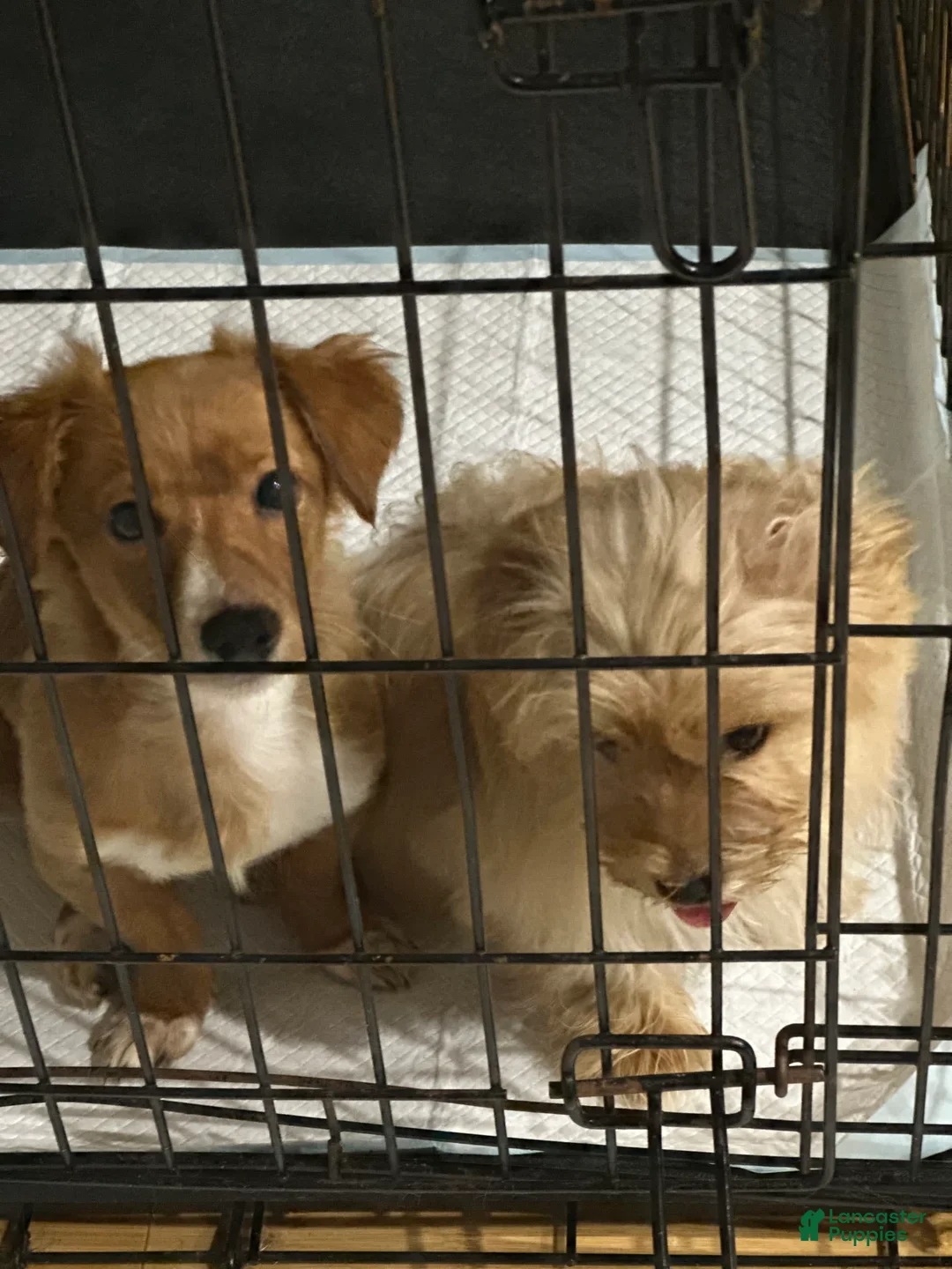 Gallery Image {{count}}