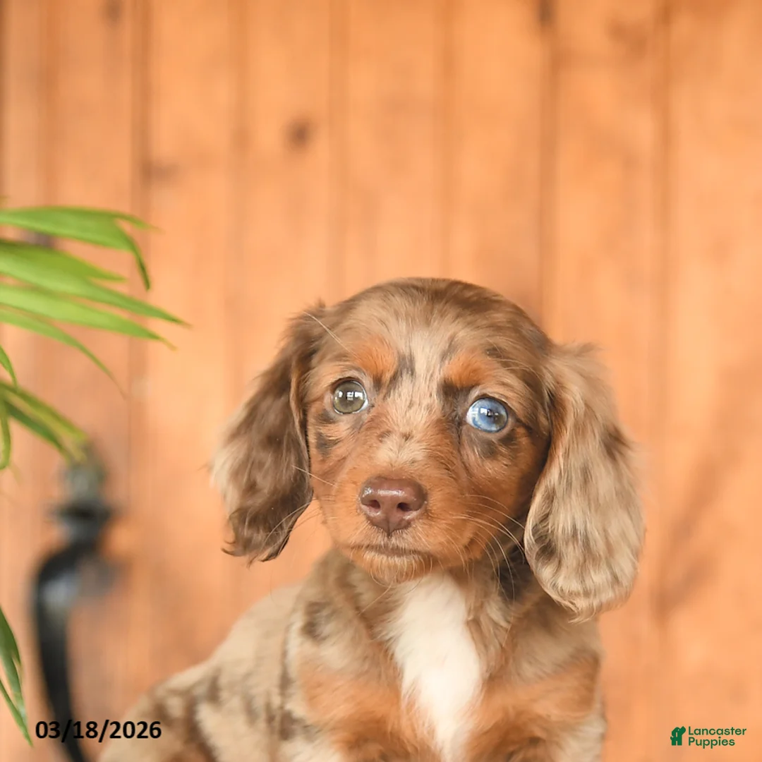 Miniature Dachshund dogs for sale: Choca - Ad 5