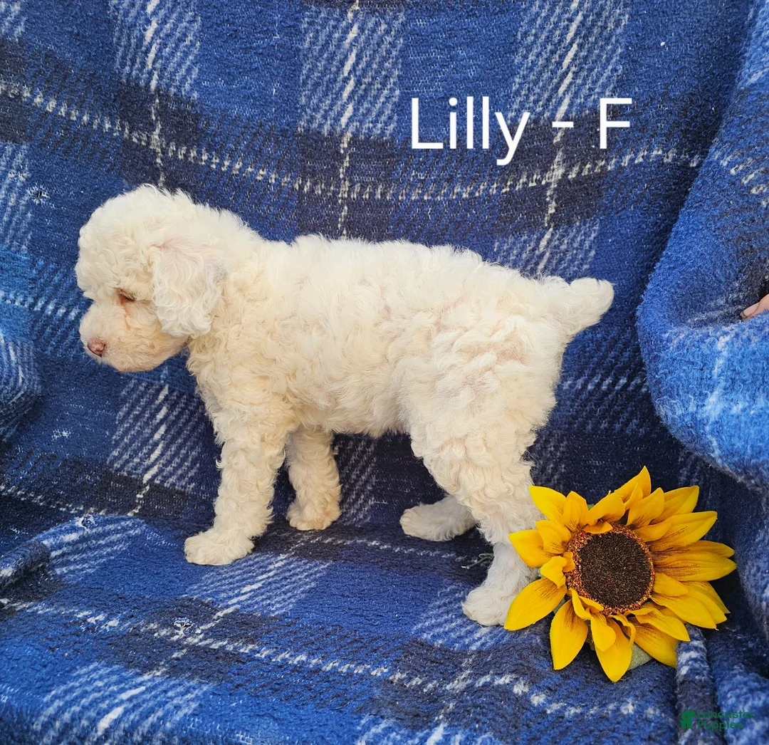Miniature Poodle dogs for sale: Lilly - Ad 4