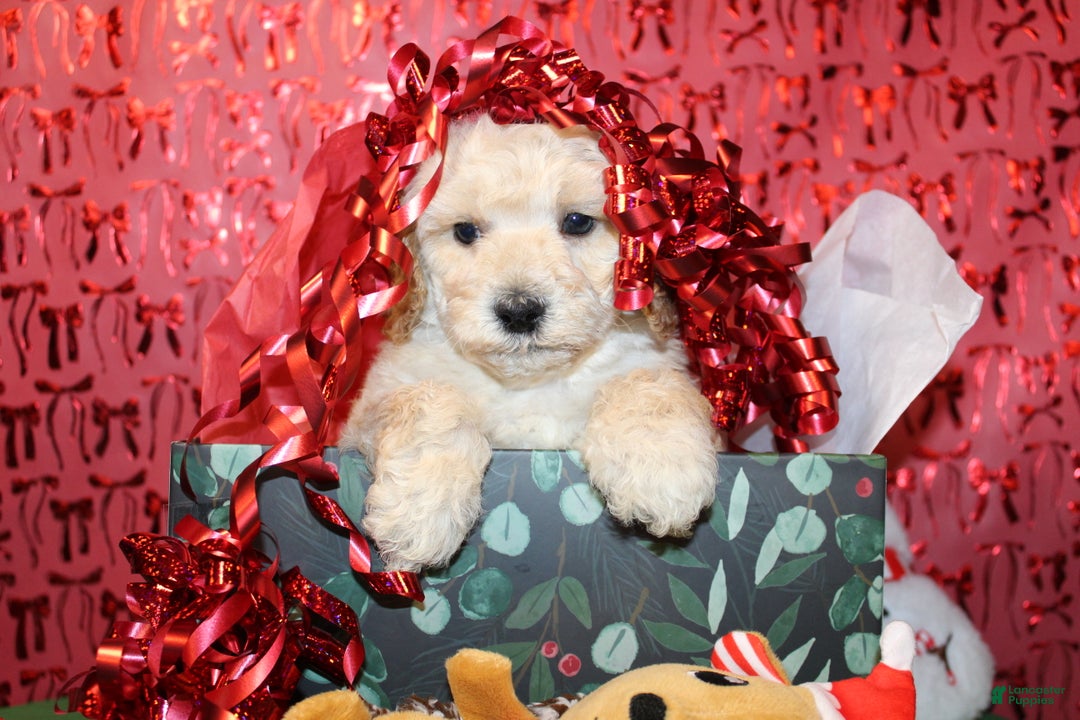 Miniature Poodle dogs for sale: Mr Wilson - Ad 9