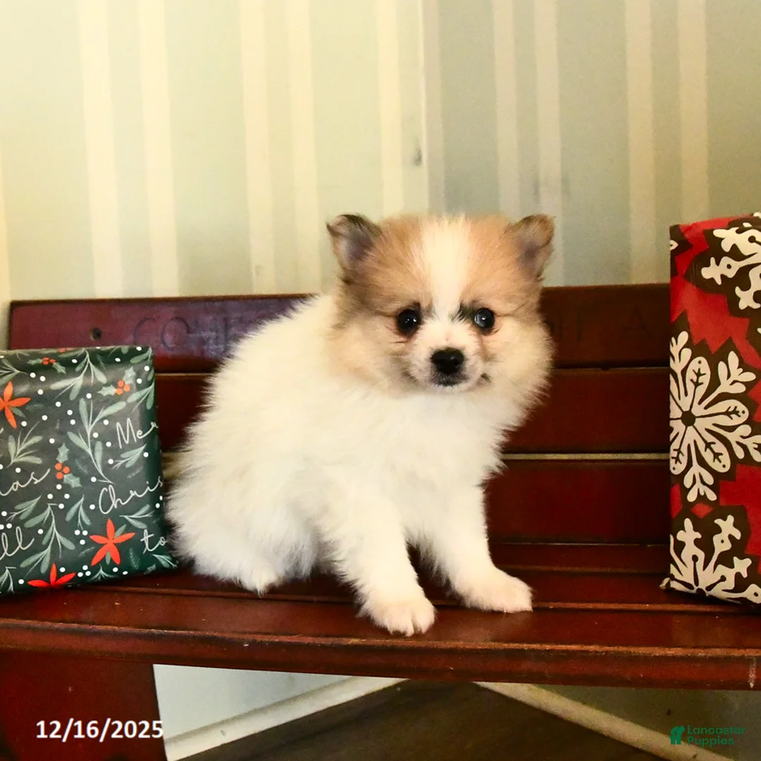 Pomeranian dogs for sale: Clyde - Ad 3