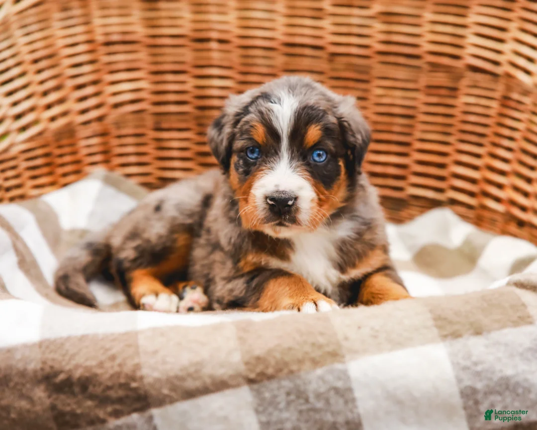 Aussiedoodle dogs for sale: Kelly Standard Sized - Ad 1