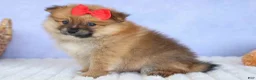 Pomeranian dogs for sale: Fabio  - Ad 9