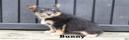 Corgipoo dogs for sale: Bunny - Ad 4
