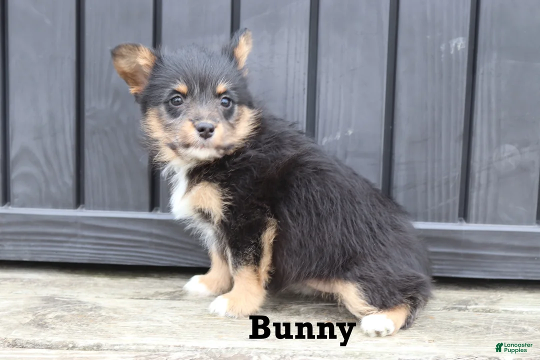 Corgipoo dogs for sale: Bunny - Ad 4