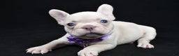 French Bulldog dogs for sale: Wendy - Ad 10