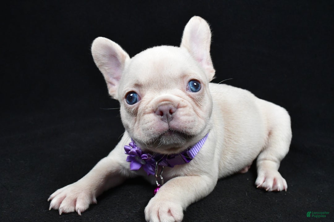 French Bulldog dogs for sale: Wendy - Ad 10