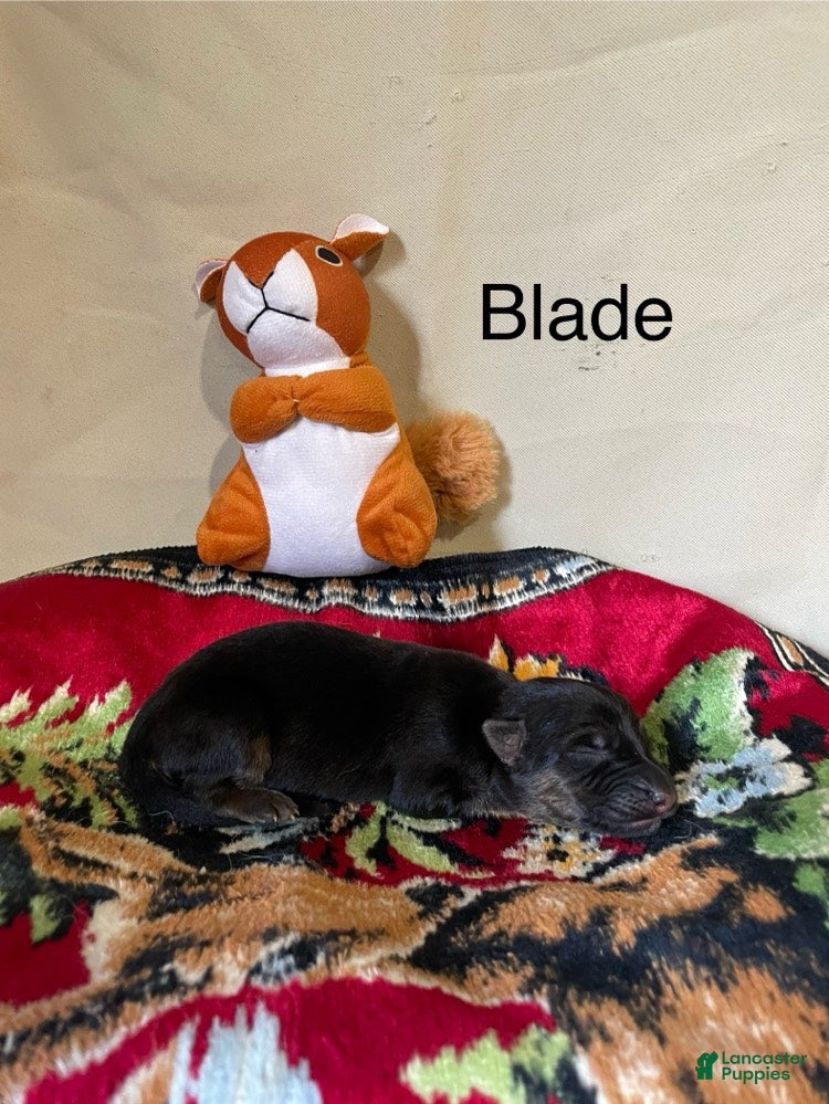 German Shepherd dogs for sale: Blade - Ad 2