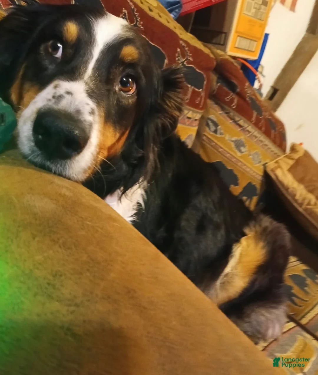 Mixed Breed dogs for sale: Green Collar Puppy - Ad 5