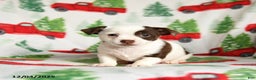 Chihuahua dogs for sale: Cookie - Ad 3