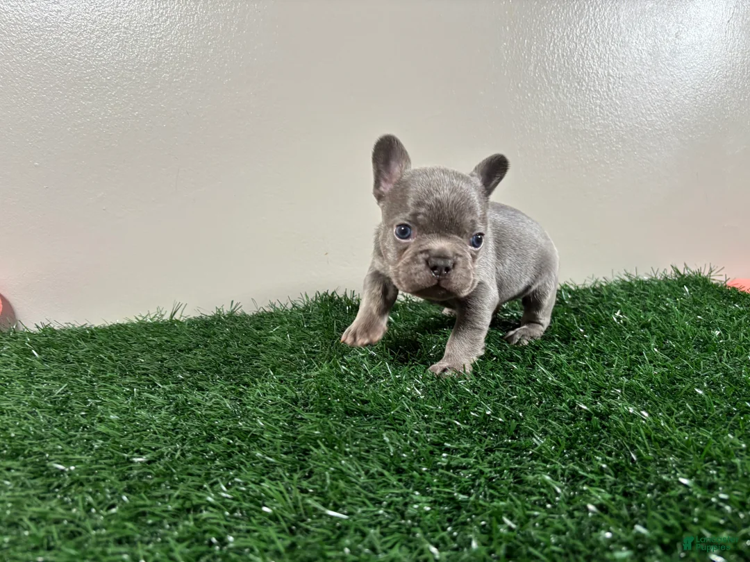 French Bulldog dogs for sale: Frank - Ad 5