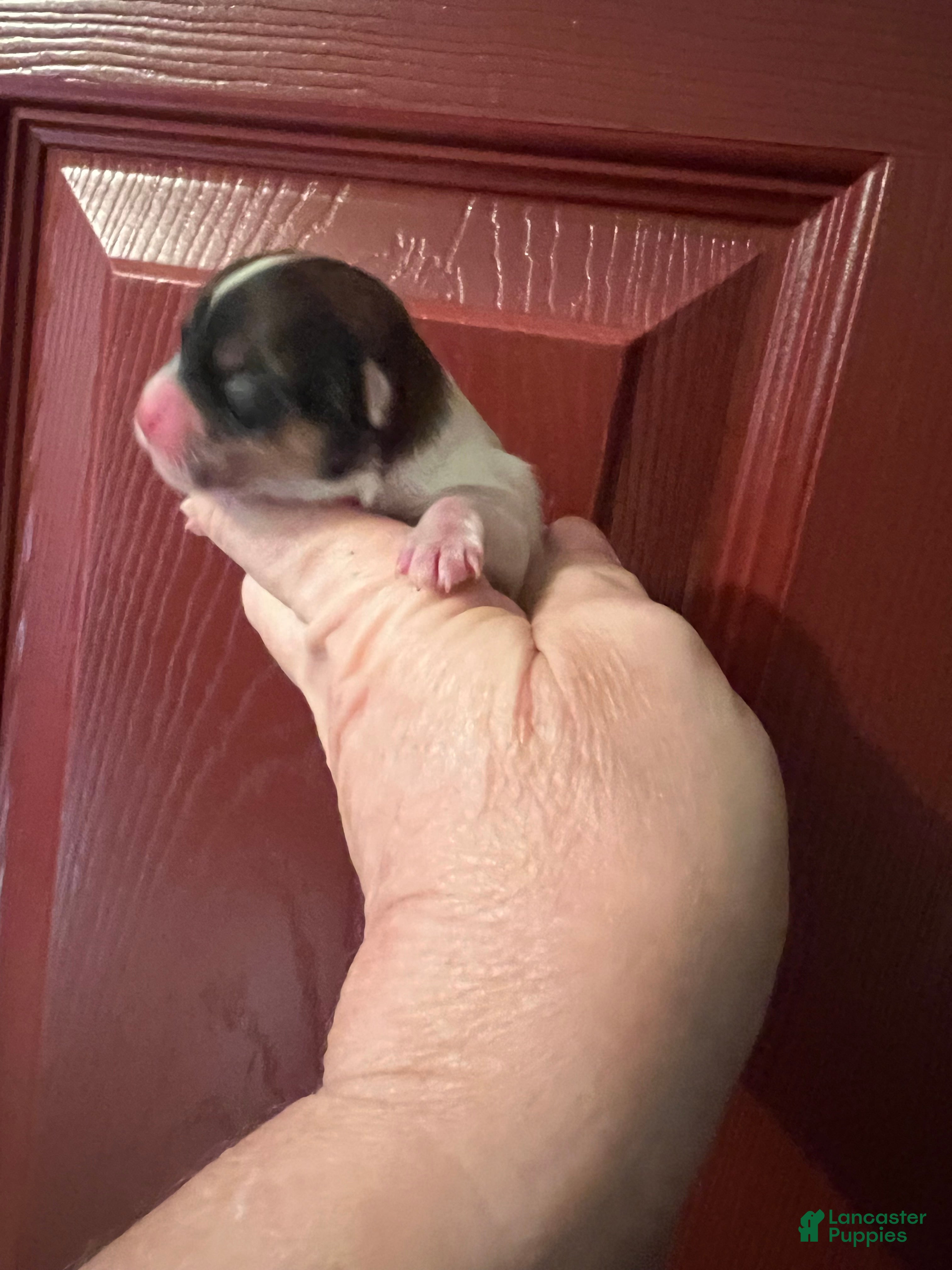 Biewer Terrier dogs for sale: Molly the female Biewer Terrier - Ad 1