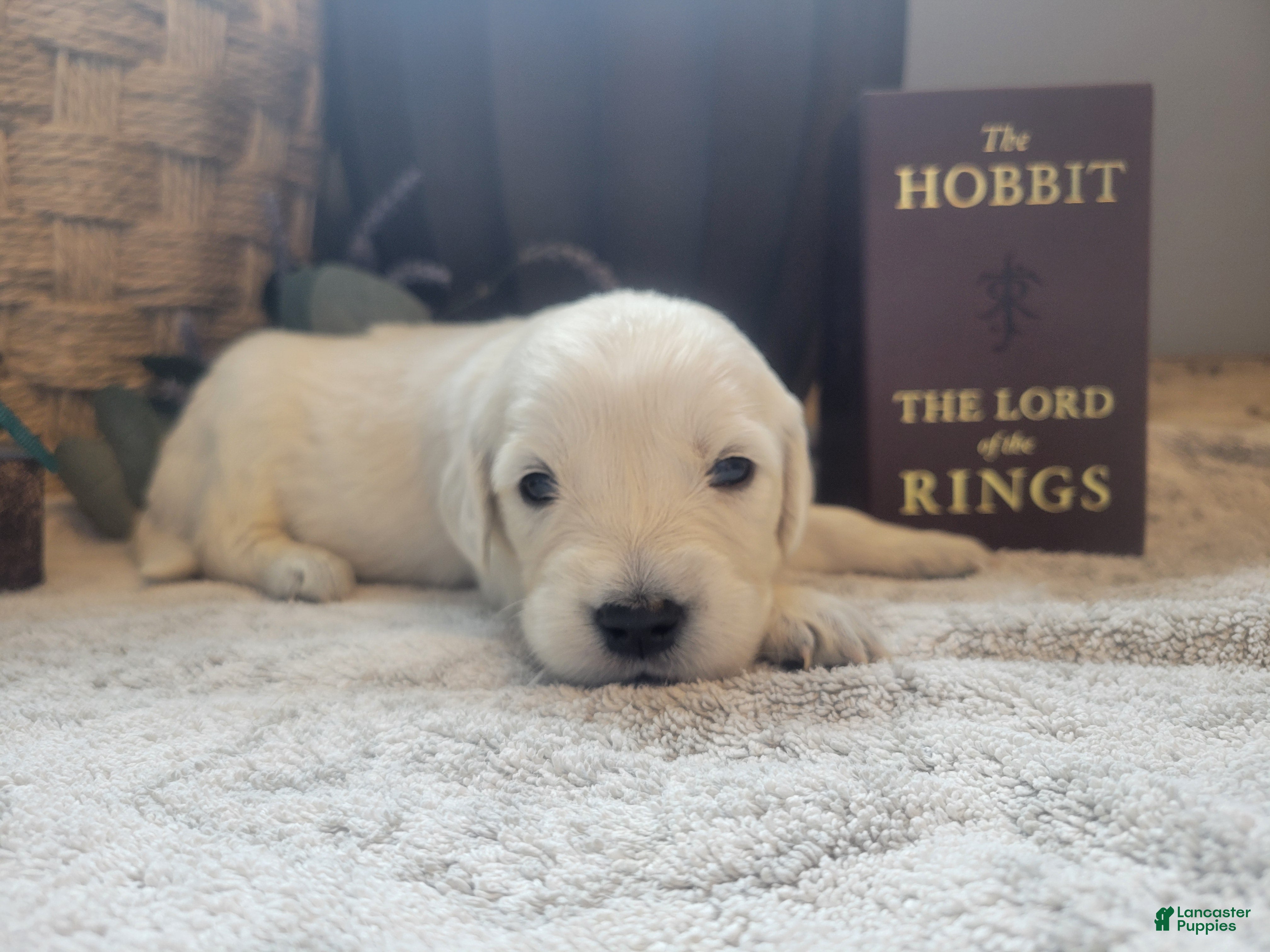 Golden Retriever dogs Lobelia, Champion Sired - Ad 15