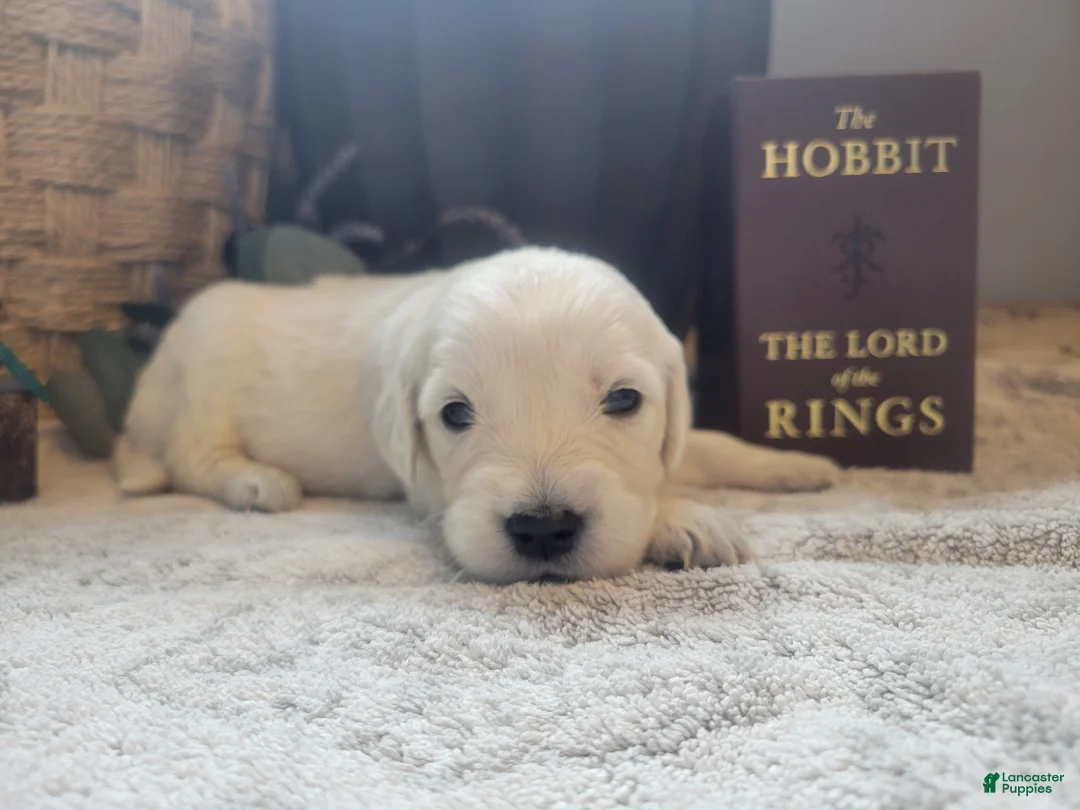 Golden Retriever dogs for sale: Lobelia, Champion Sired - Ad 1