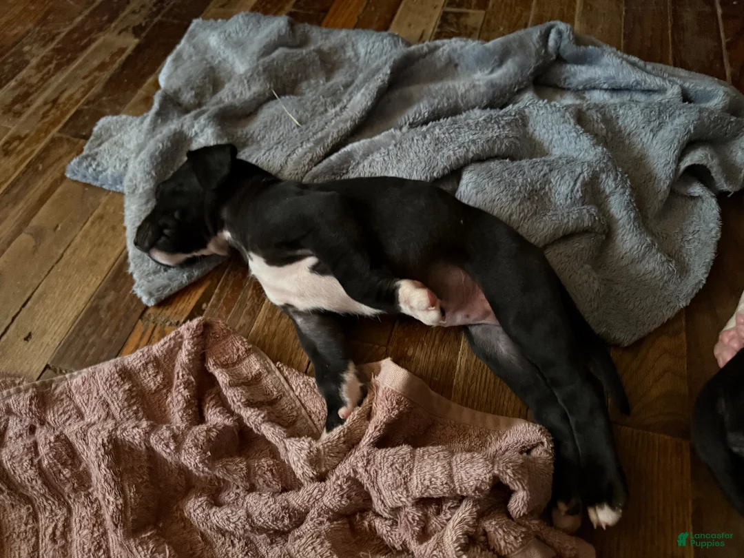 Mixed Breed dogs for sale: Mixed Breed 9 - Ad 1