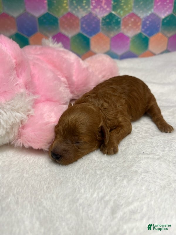 Toy Poodle dogs Janie  - Ad 23